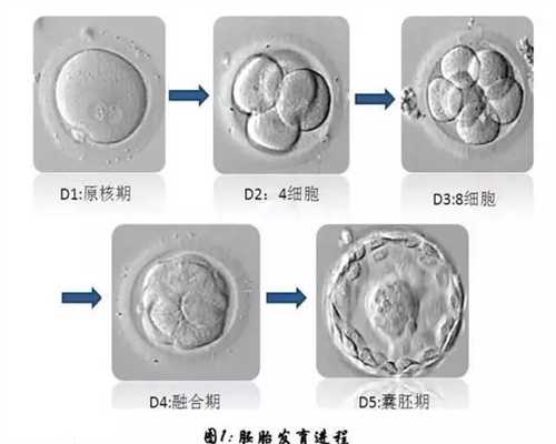 私人捐卵群_中国传承国际助孕服务_2014年广州医