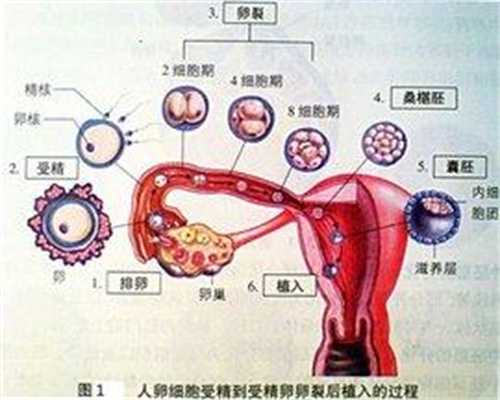 私人捐卵群_中国传承国际助孕服务_2014年广州医