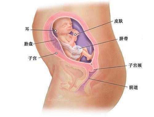 温州可靠的第三代试管婴儿_温州公立医院供卵要等多久_经历试管婴儿具体步骤